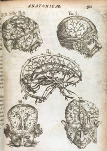 Seventeenth-century depiction of the anatomy of brains