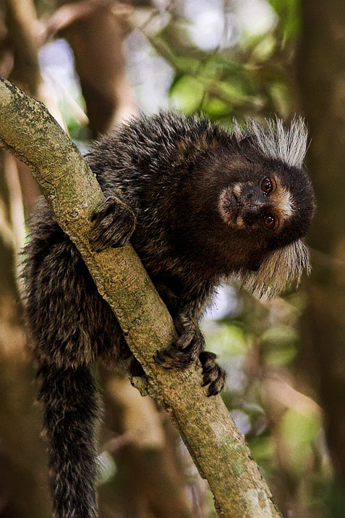 A marmoset