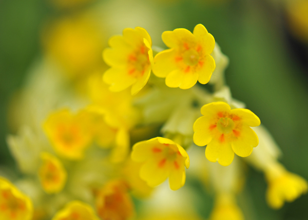 Yellow bell-shaped flower with 5 red-orange spots at its centre