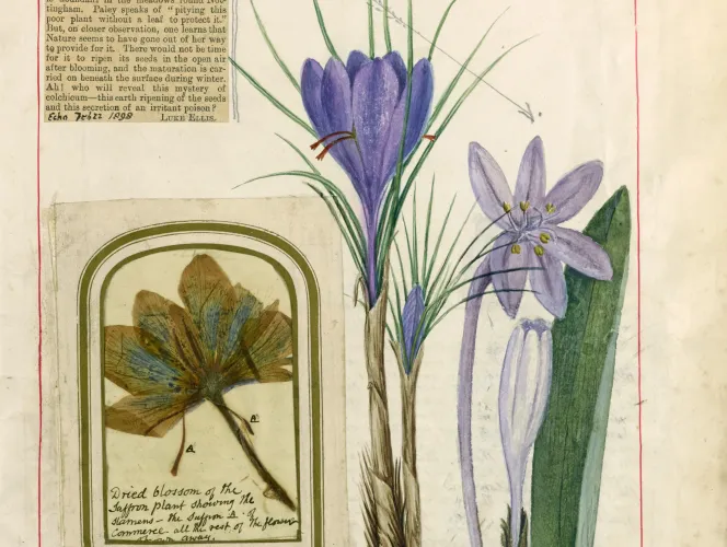 Crocus sativus (L) and Colchicum autumnale (R) in George Maynard's notebook. R58/5/11. © Cambridgeshire Archives
