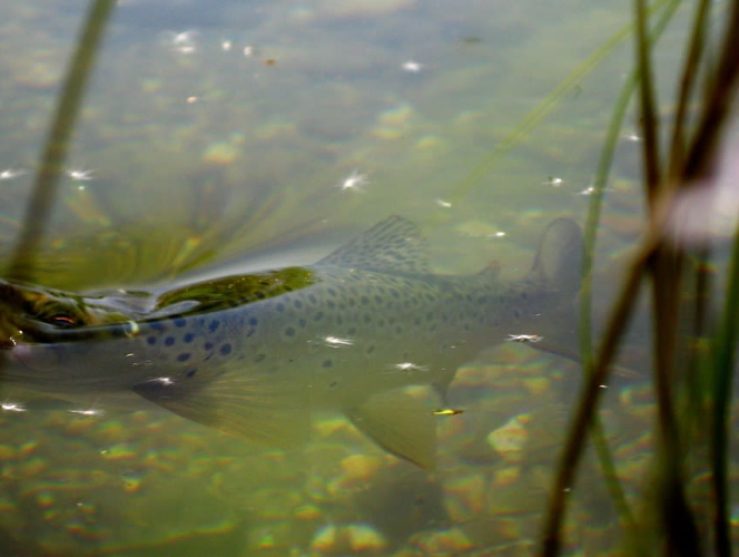 Wild trout. Image: Charles Rangeley-Wilson