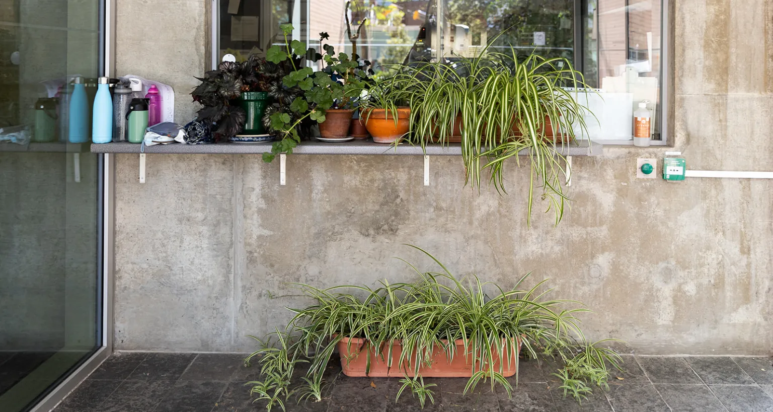 entry to Faculty with lots of plants