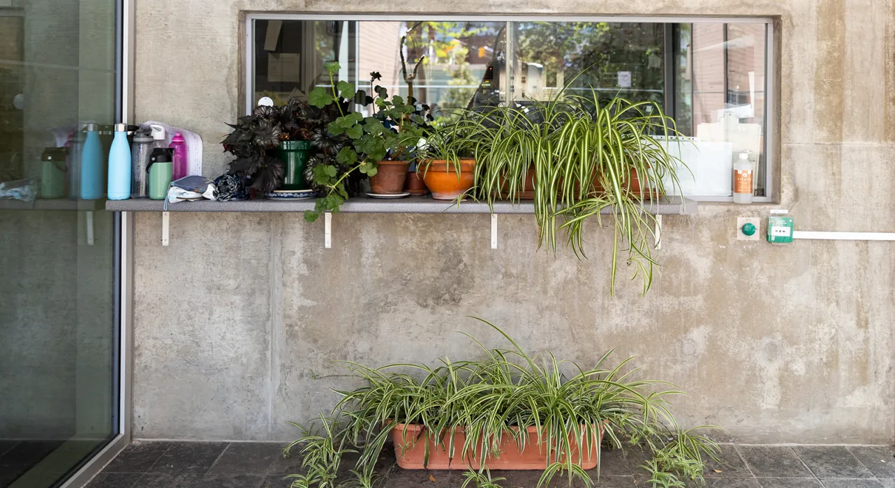 entry to Faculty with lots of plants