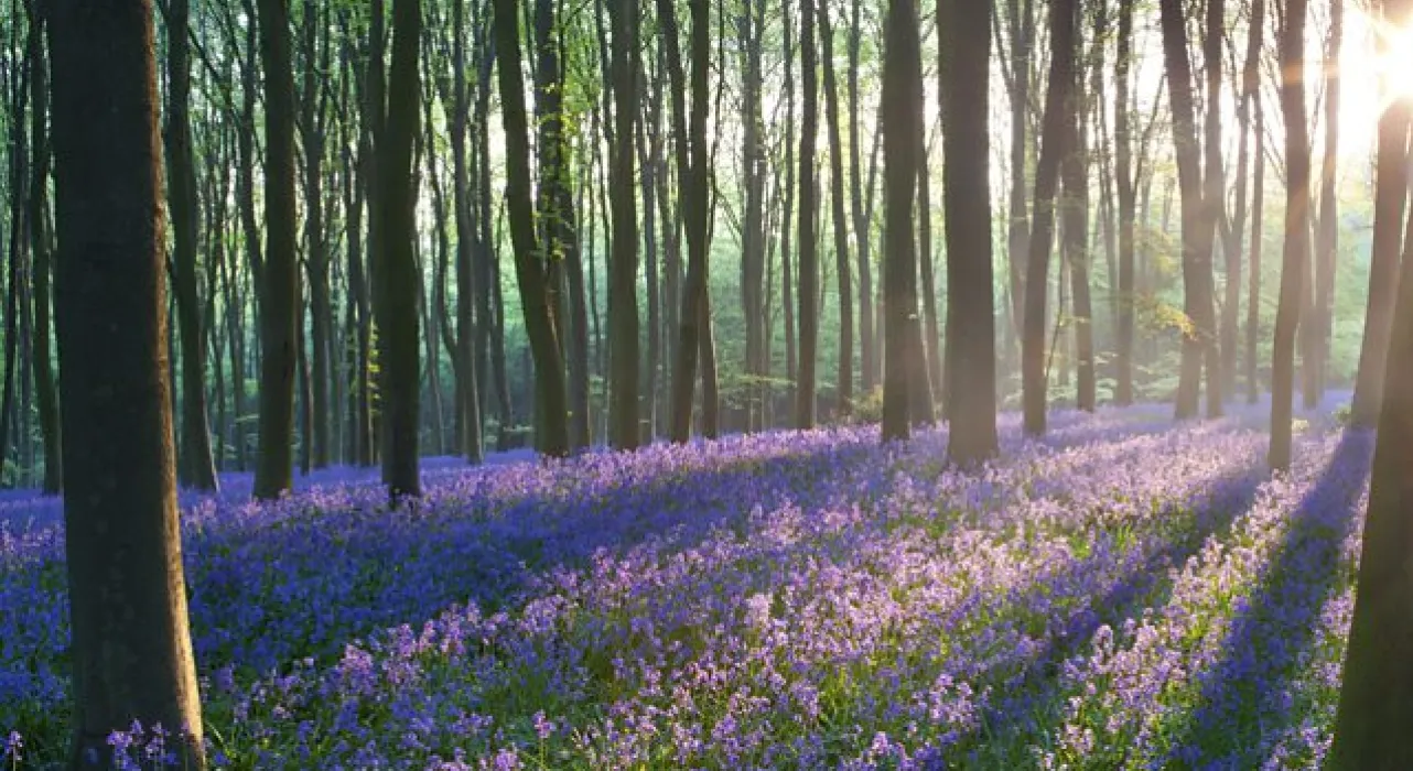 woods with bluebells